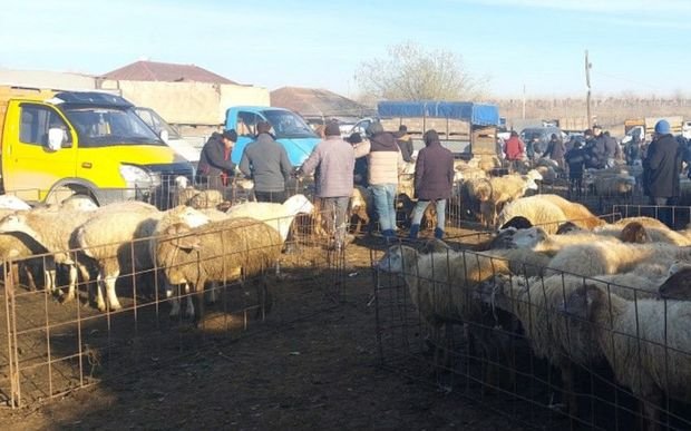 AQTA heyvan bazarlarında monitorinqlər aparıb, nöqsanlar aşkarlanıb - FOTO