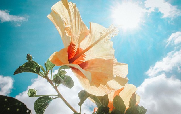 40° isti olub - Faktiki hava