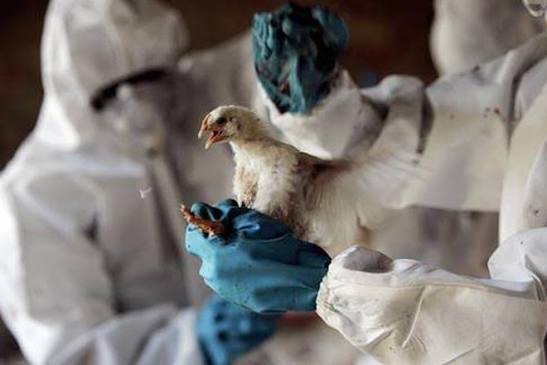 Yaponiya quş qripi epidemiyasının yayılmasını təsdiqləyib
